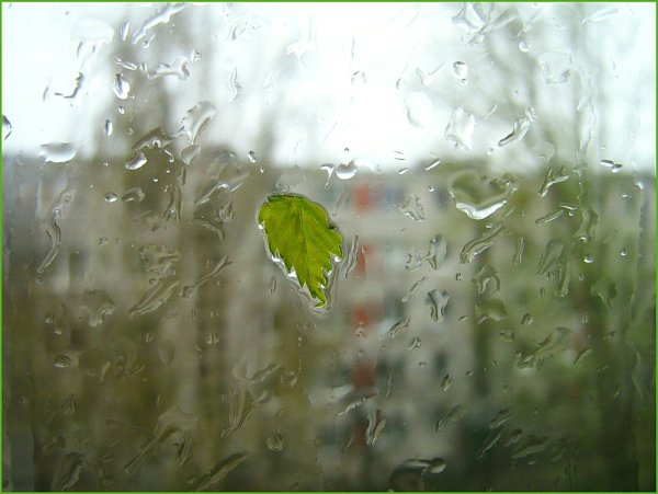 Первый весенний дождь