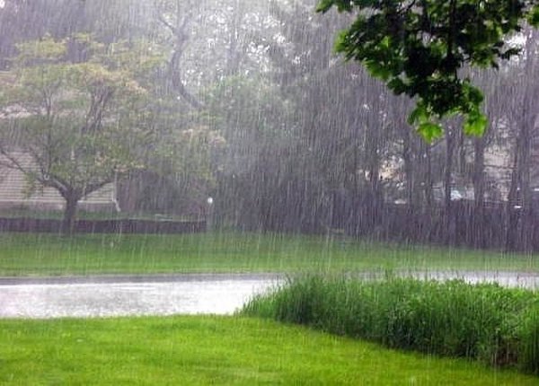 Поляна под дождем