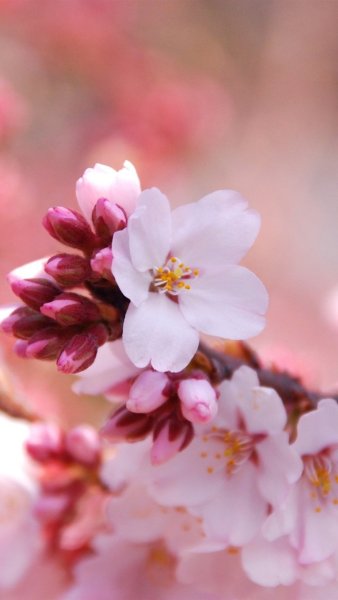 Цветущая вишня