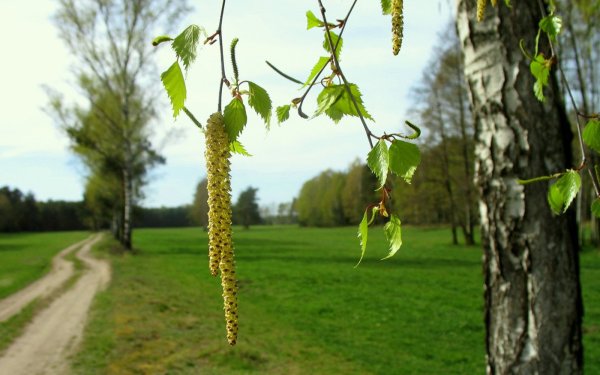 Плакучая береза с сережками