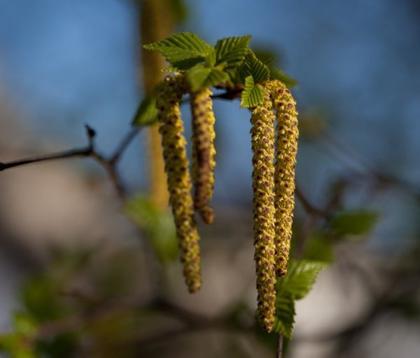 Бруньки ольхи