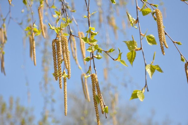 Береза повислая сережки
