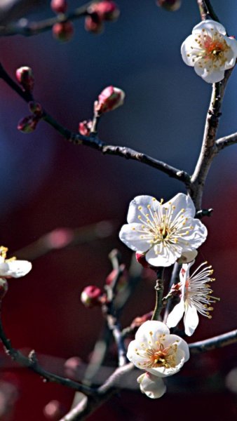 Весенние картинки на рабочий стол