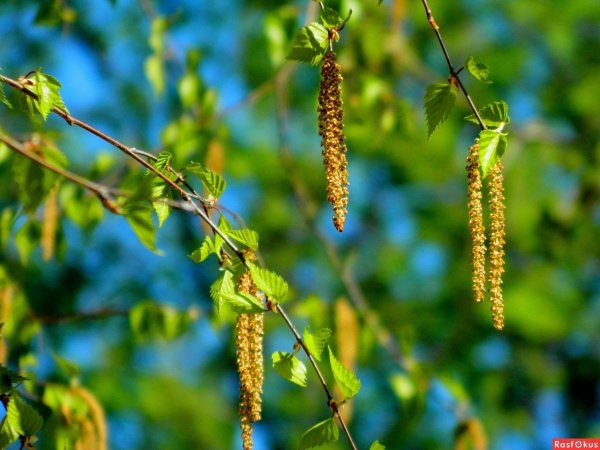 Береза повислая цветение