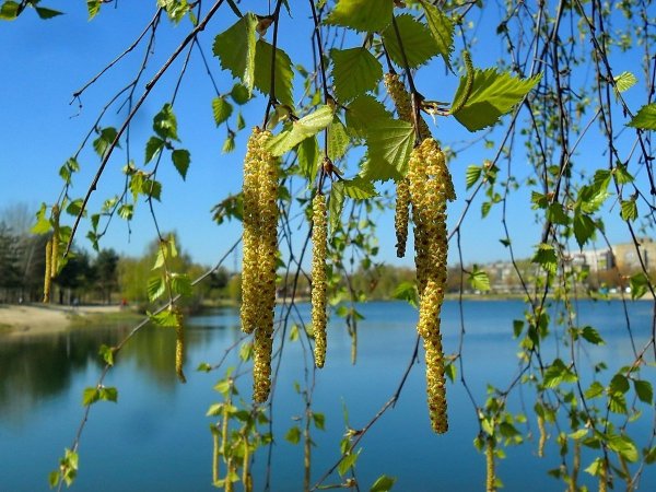 Ольха повислая