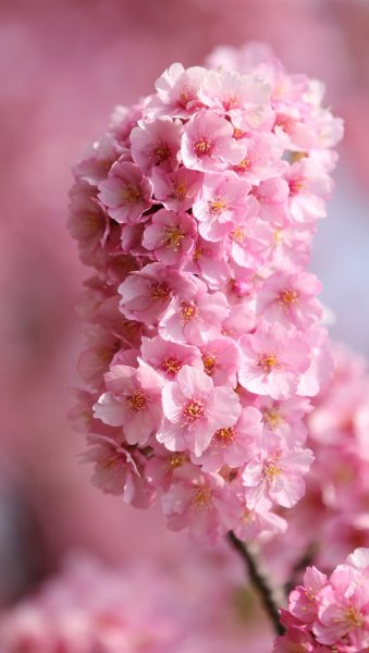 Цветы с капельками росы