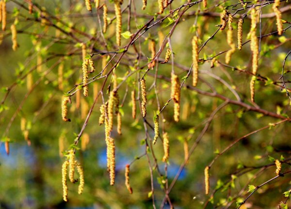 Береза обыкновенная цветение