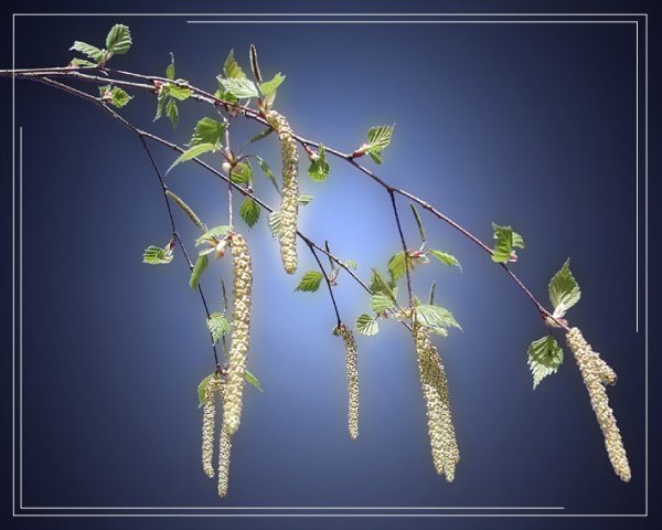 Весенняя ветка березы