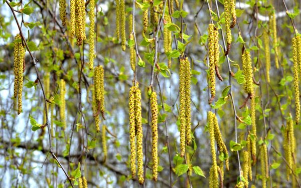 Берёза повислая весной