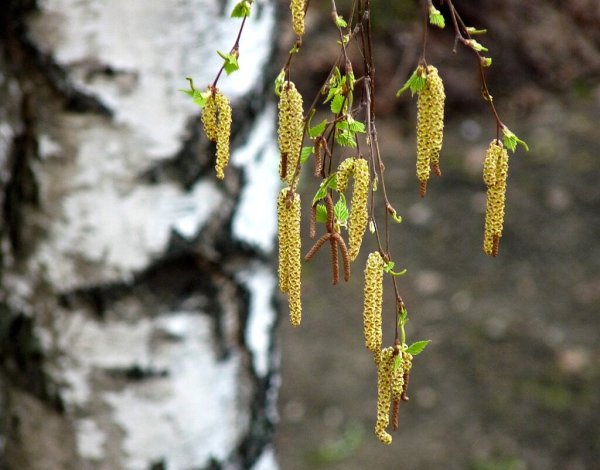 Береза бородавчатая сережки