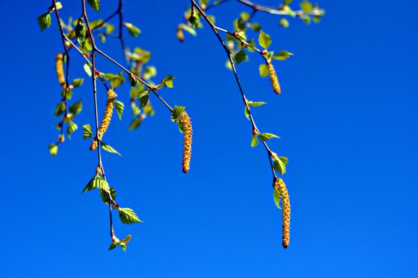 Березовые сережки