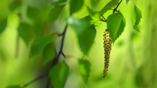 Ветки береза
