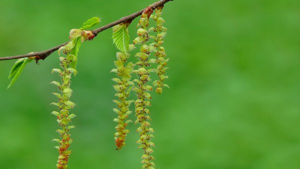 Дерево с сережками