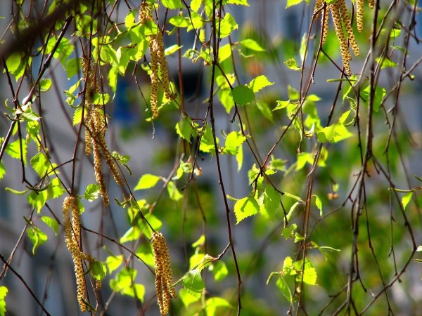 Ольховые бруньки