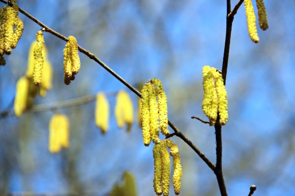 Дерево с сережками