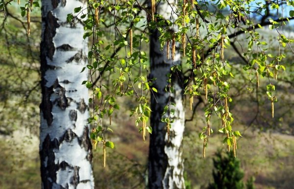 Береза сережки распушила