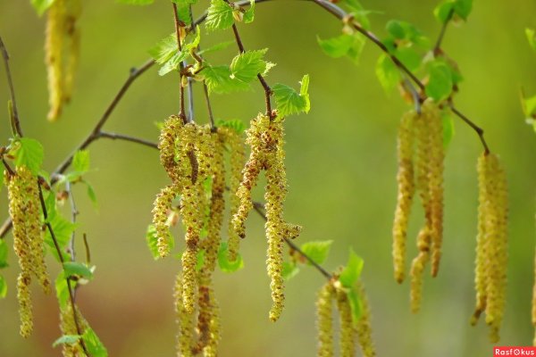 Берёзовые бруньки весной