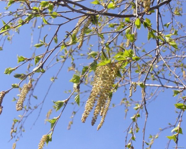 Весенняя Березка плакучая