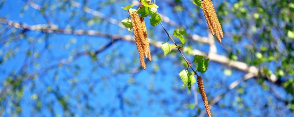 Ветка березы весной