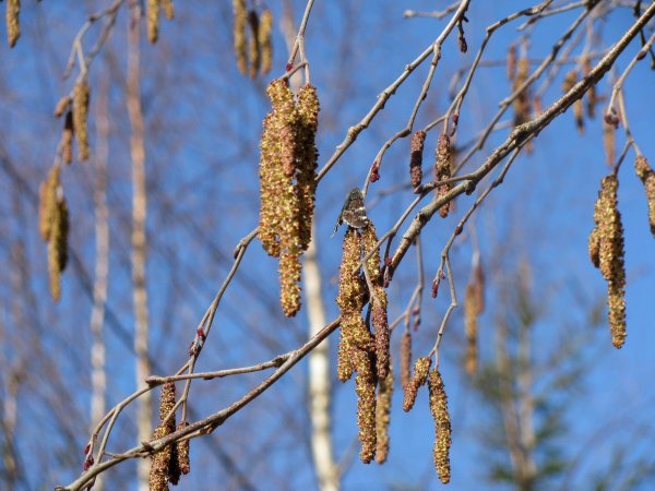 Березы ольхи орешника