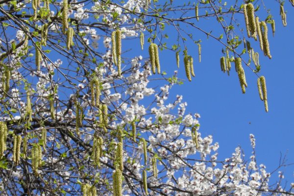 Береза в цвету