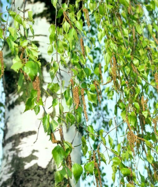 Береза весной