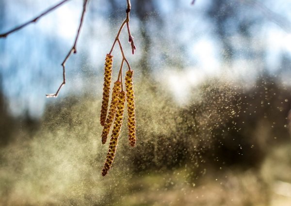 Серёжки лещины пыльца
