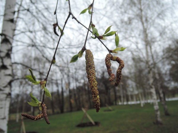 Березовые бруньки