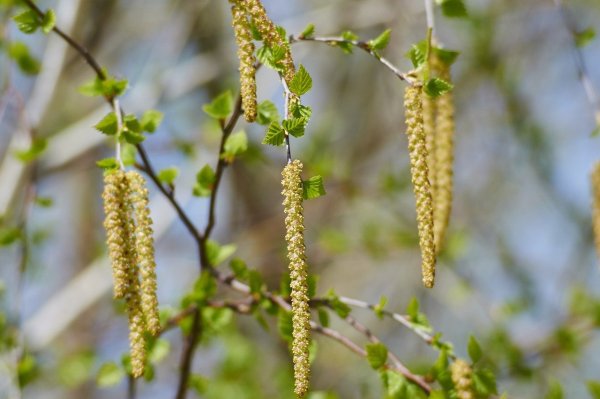 Береза повислая цветение