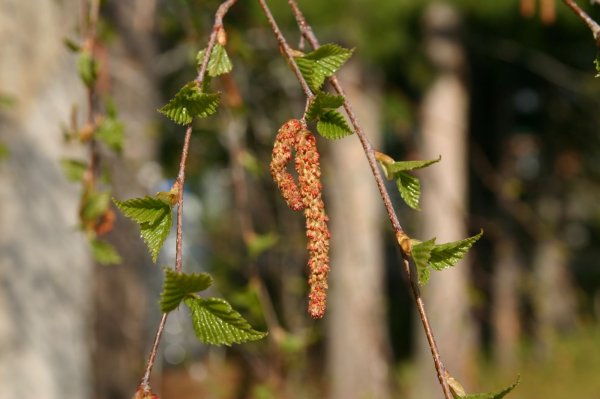 Береза повислая почки