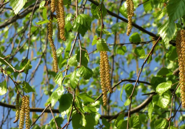 Березовые бруньки