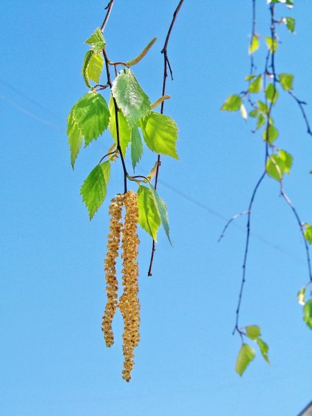 Береза повислая цветение