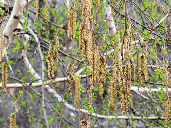 Береза повислая черемуха