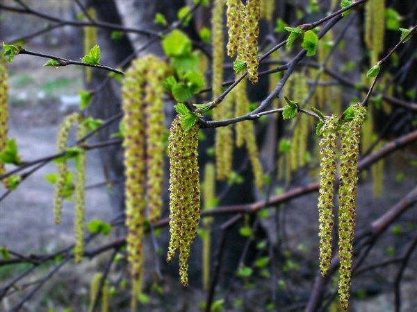 Соцветие березы