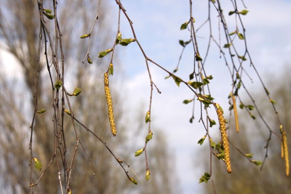 Берёзовые бруньки весной