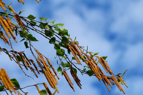 Чай на березовых бруньках