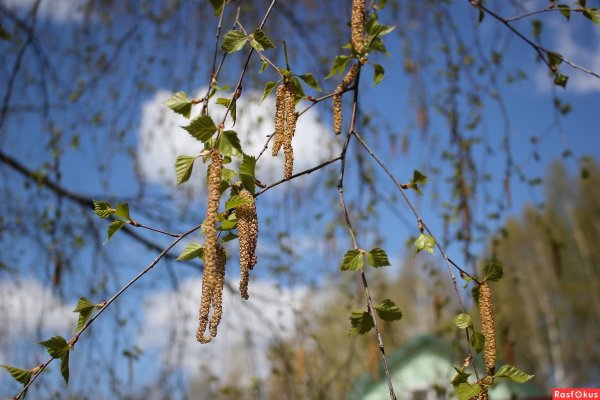Береза бородавчатая сережки
