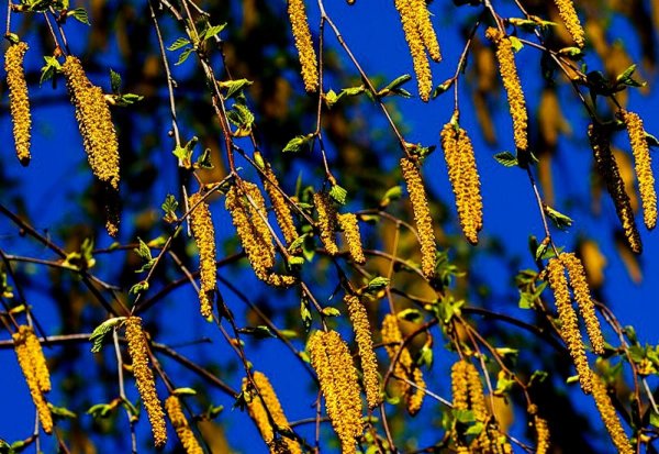 Соцветие Сережка тополя