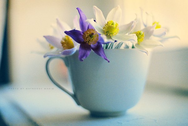 Цветы в чайной чашке