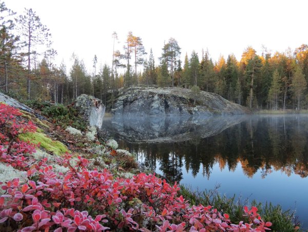 Карелия лес Сортавала