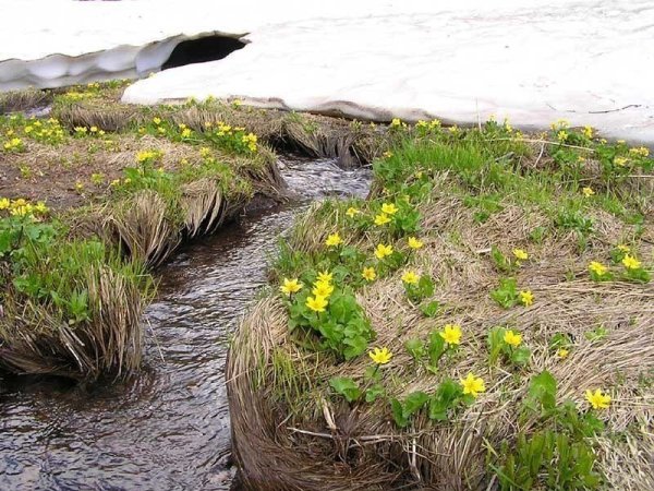 Весенний Ручеек
