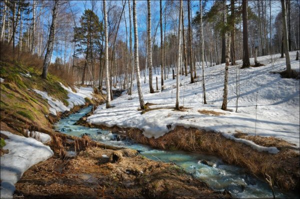 Собака бежит в траве
