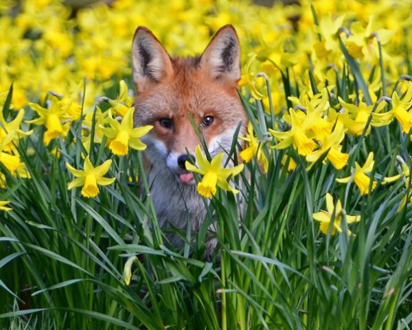 Весна лиса жёлтый чёрный