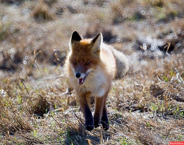 "Крадущийся Лис" REDBAST