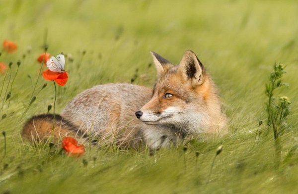 Лисенок с бабочкой