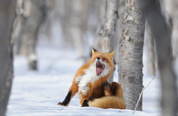 Смешные лисы зимой