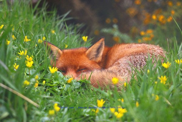 Лиса на солнышке