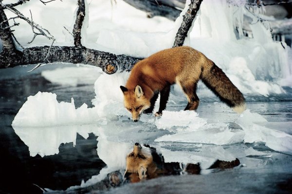 Красивая лиса летом