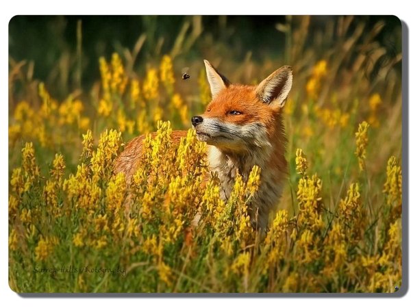 Лиса в лесу крадётся