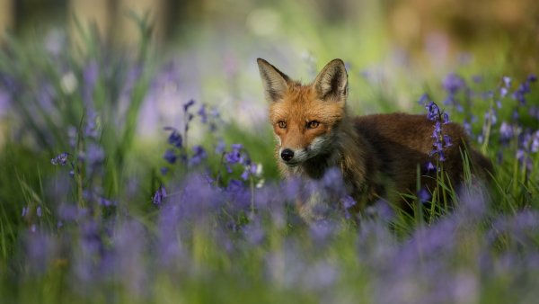 Лиса в цветах